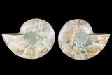 Cut & Polished Ammonite Fossil - Agatized #88441-1